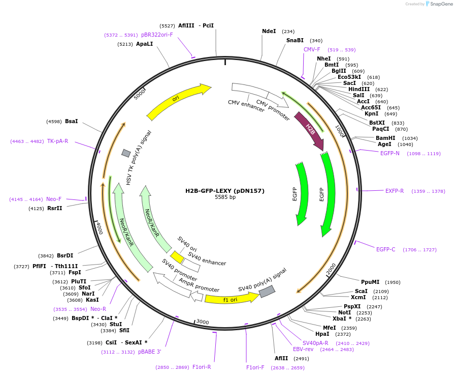72658-plasmid-map-sequence-id-133052