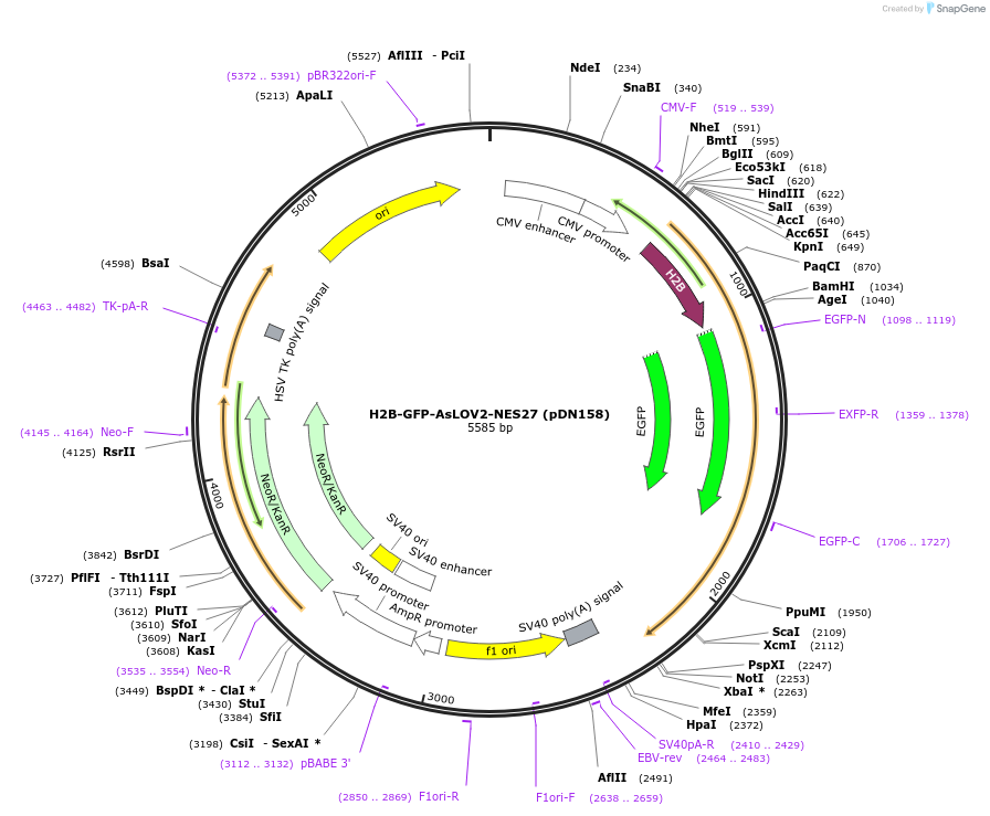 72659-plasmid-map-sequence-id-133053