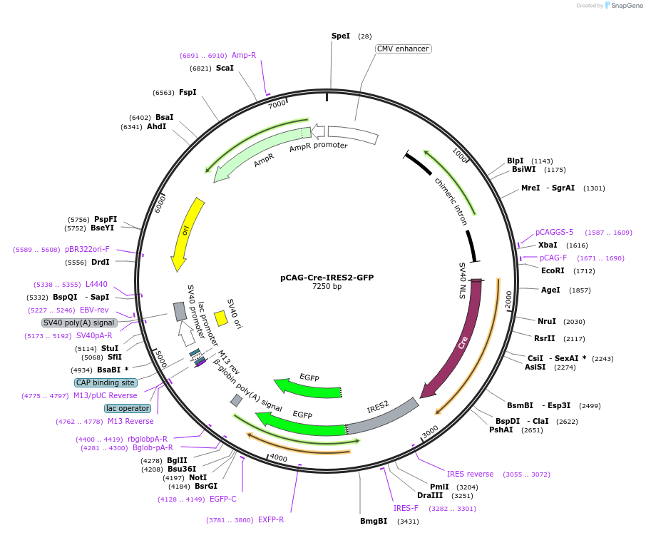 26646-plasmid-map-sequence-id-133071