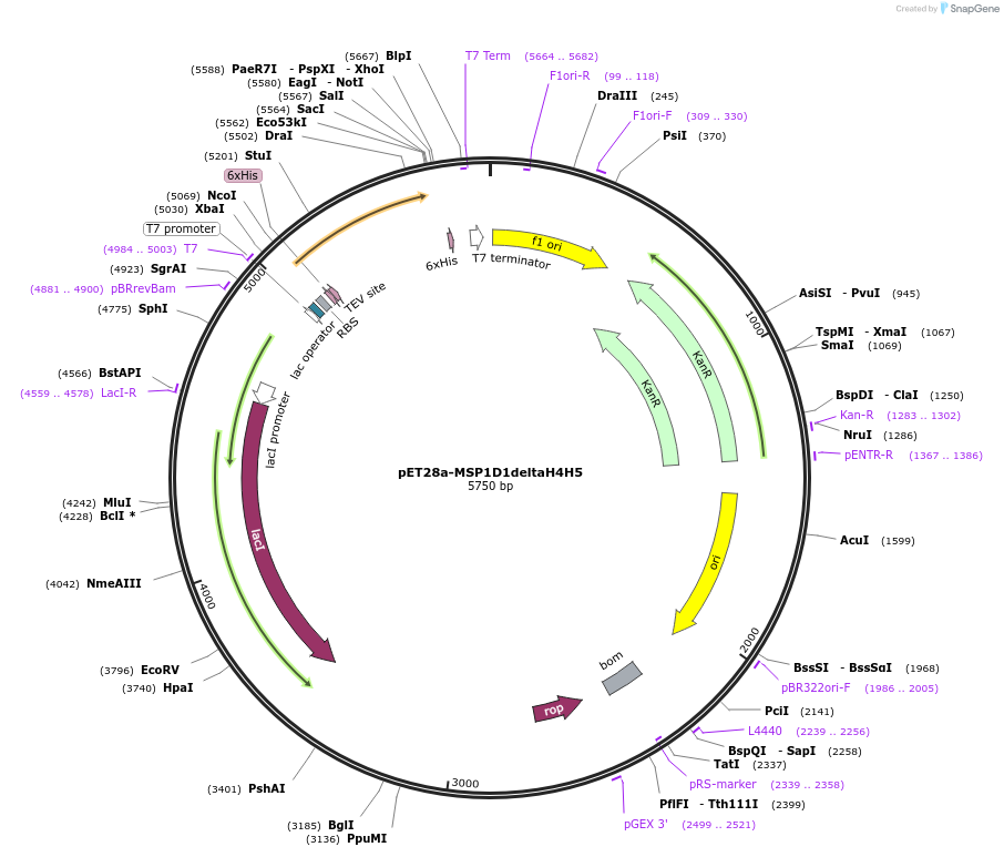 71716-plasmid-map-sequence-id-133109