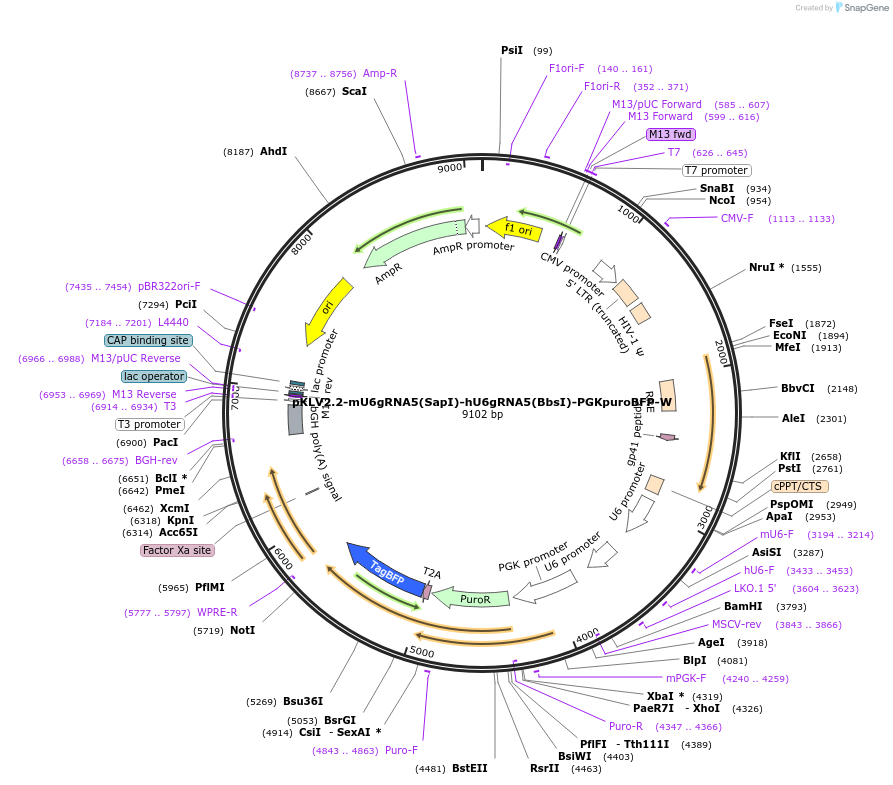 72667-plasmid-map-sequence-id-133128