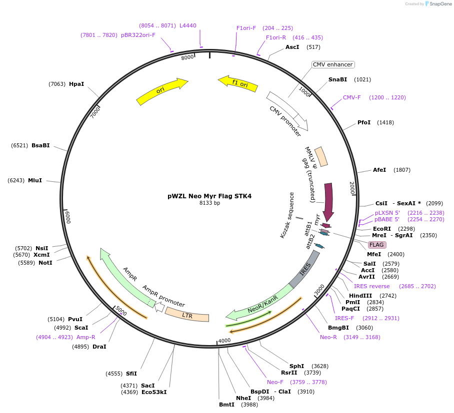 20563-plasmid-map-sequence-id-133143