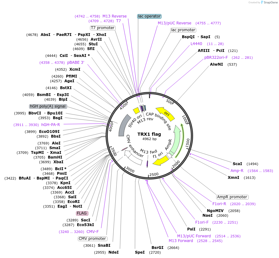21283-plasmid-map-sequence-id-133145