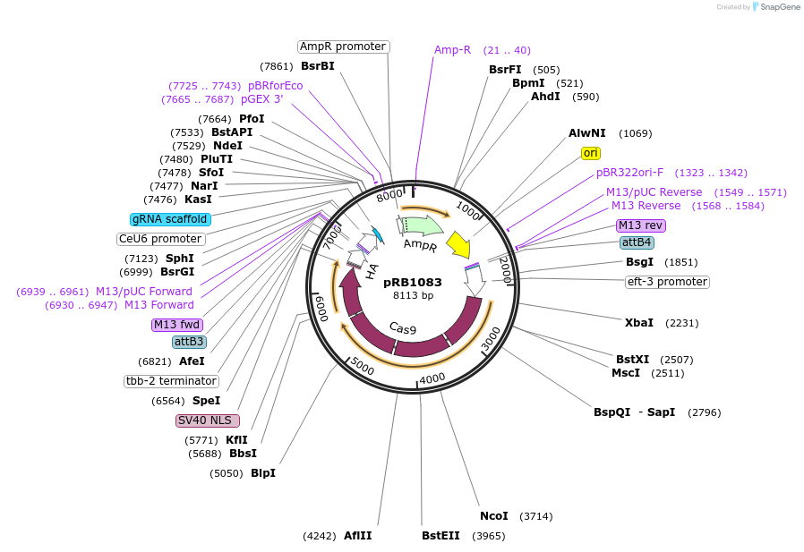 71480-plasmid-map-sequence-id-133153