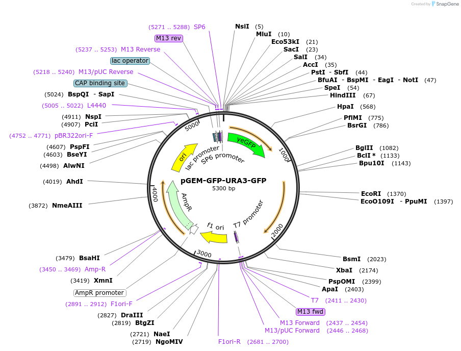 72606-plasmid-map-sequence-id-133159