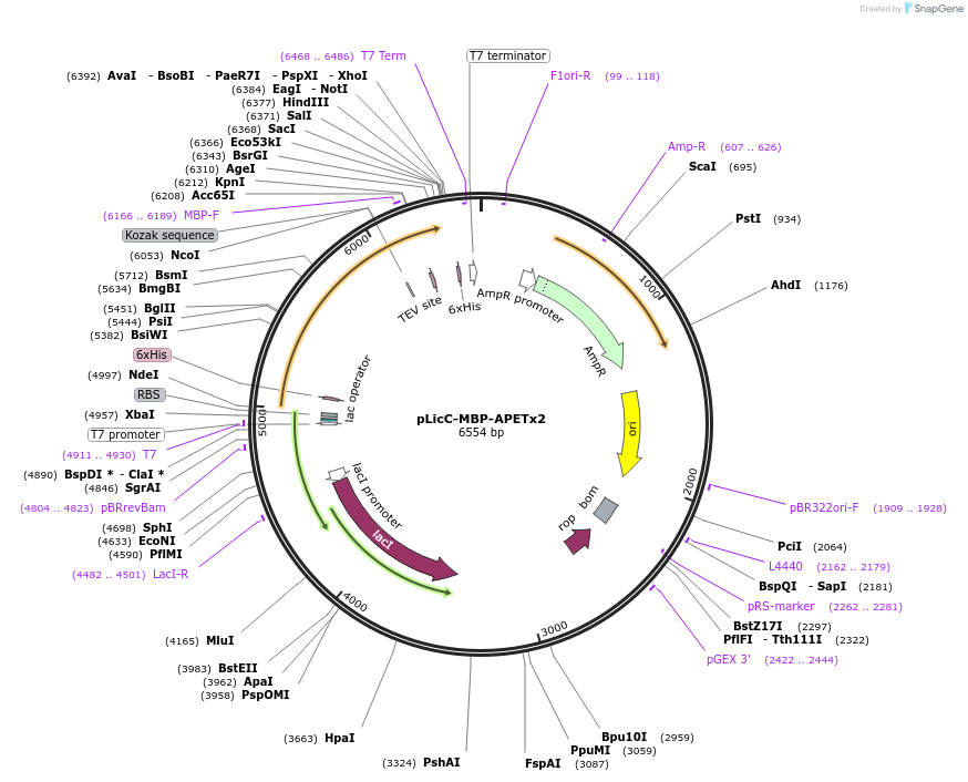 72668-plasmid-map-sequence-id-133184