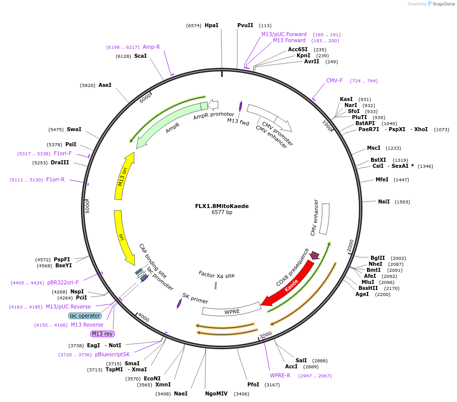 28133-plasmid-map-sequence-id-13329