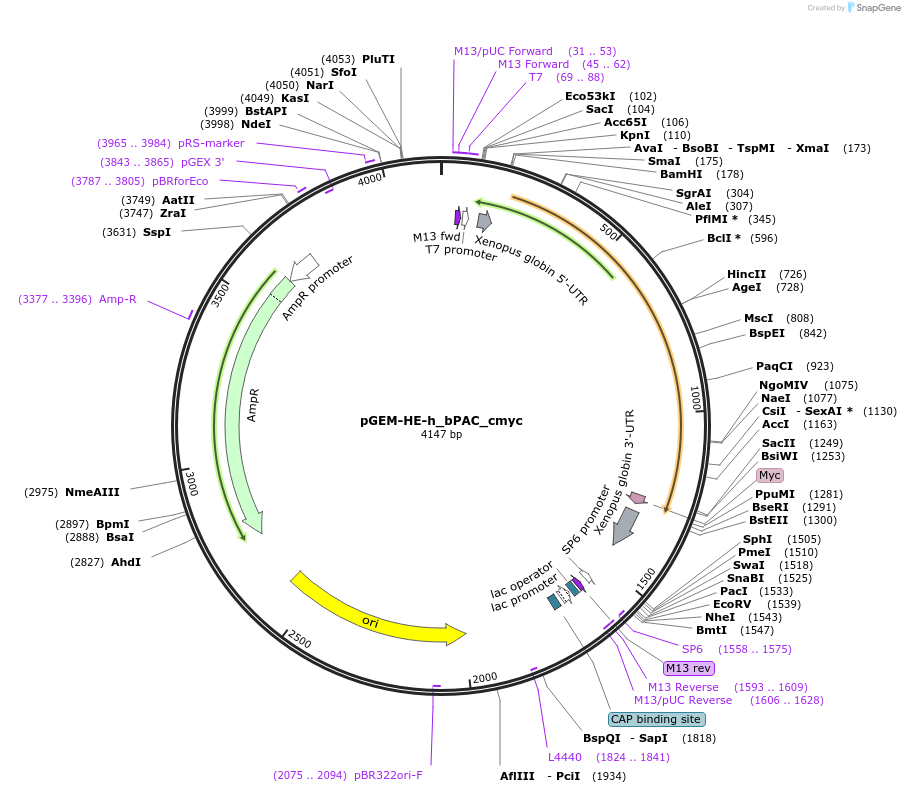 28134-plasmid-map-sequence-id-13330