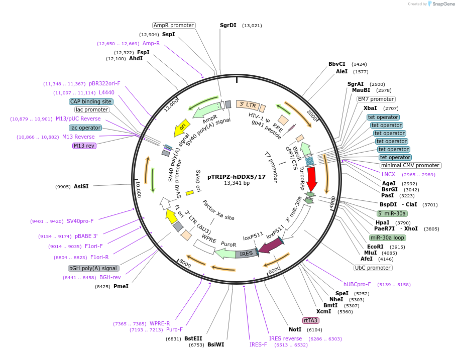 71307-plasmid-map-sequence-id-133321