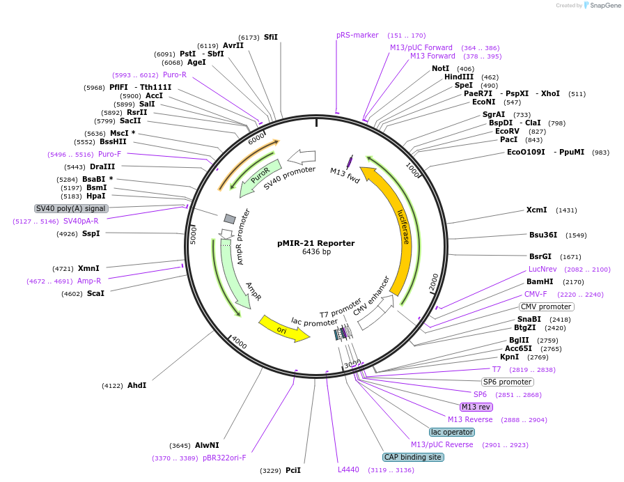 71870-plasmid-map-sequence-id-133324