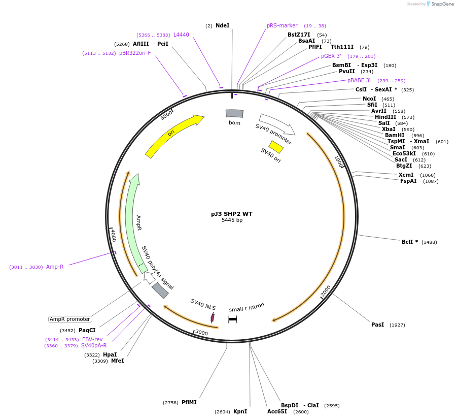 8317-plasmid-map-sequence-id-133331
