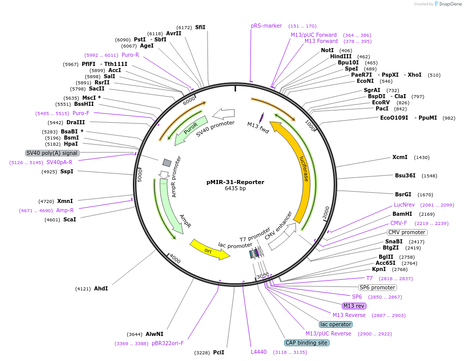 71871-plasmid-map-sequence-id-133335