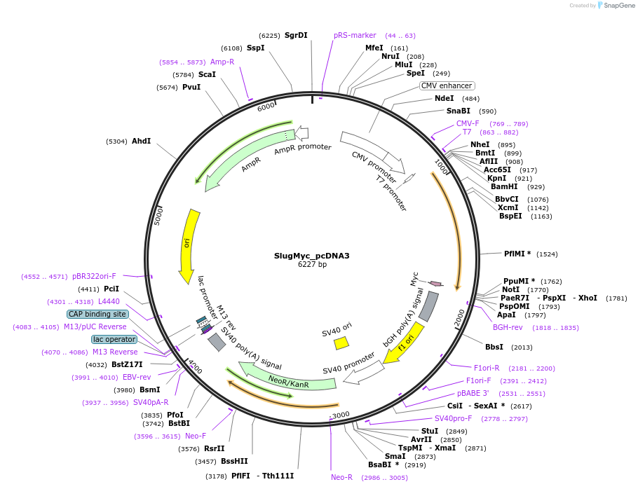 31698-plasmid-map-sequence-id-133344