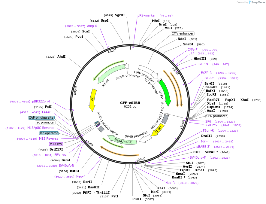 71664-plasmid-map-sequence-id-133460