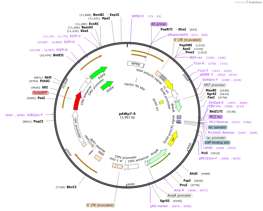 72737-plasmid-map-sequence-id-133520