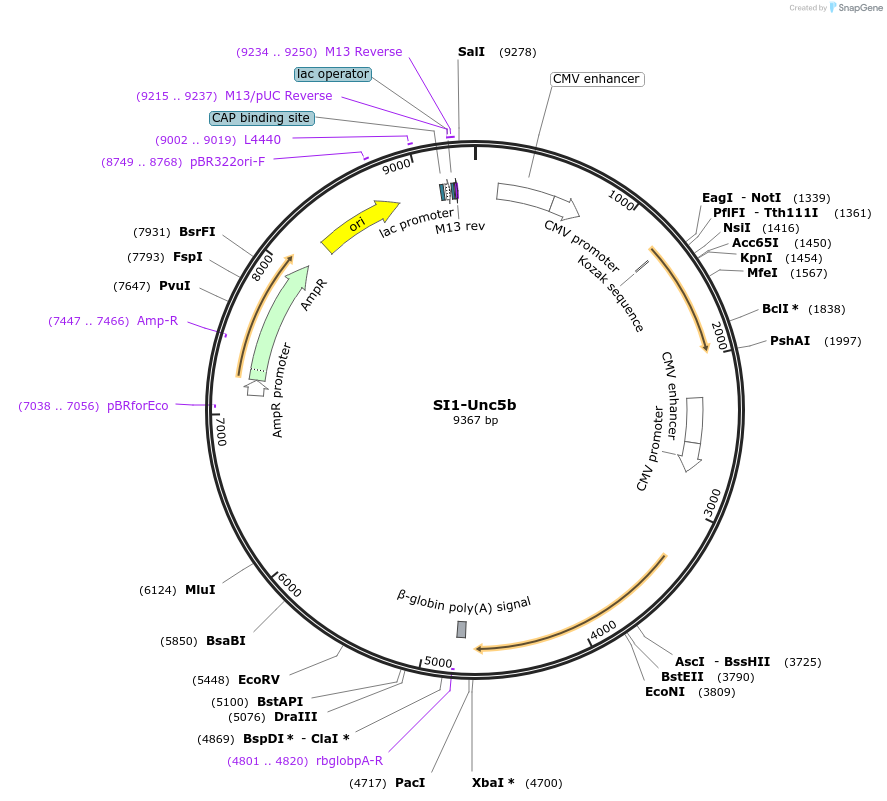 28214-plasmid-map-sequence-id-13353