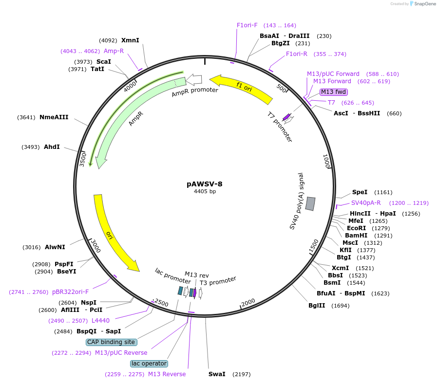 72761-plasmid-map-sequence-id-133545