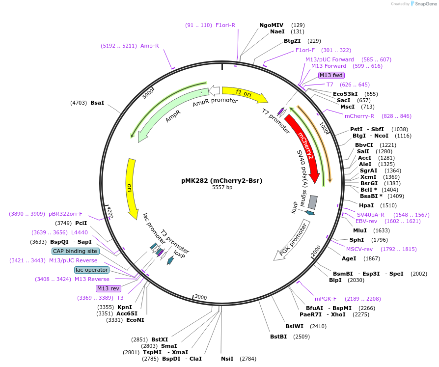 72798-plasmid-map-sequence-id-133555