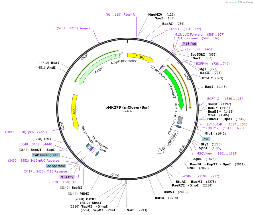 72795-plasmid-map-sequence-id-133558