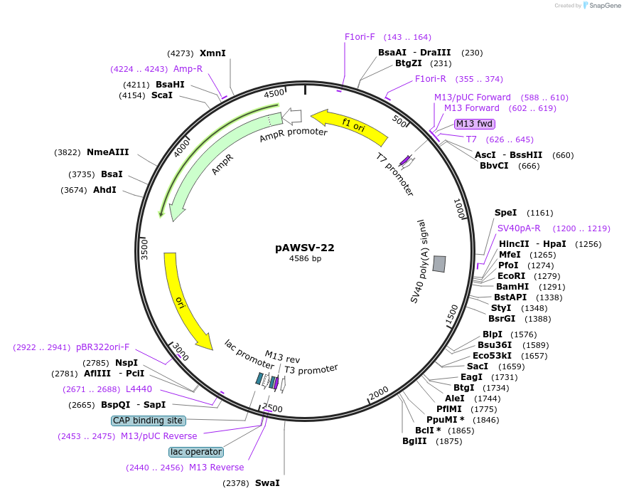 72775-plasmid-map-sequence-id-133581