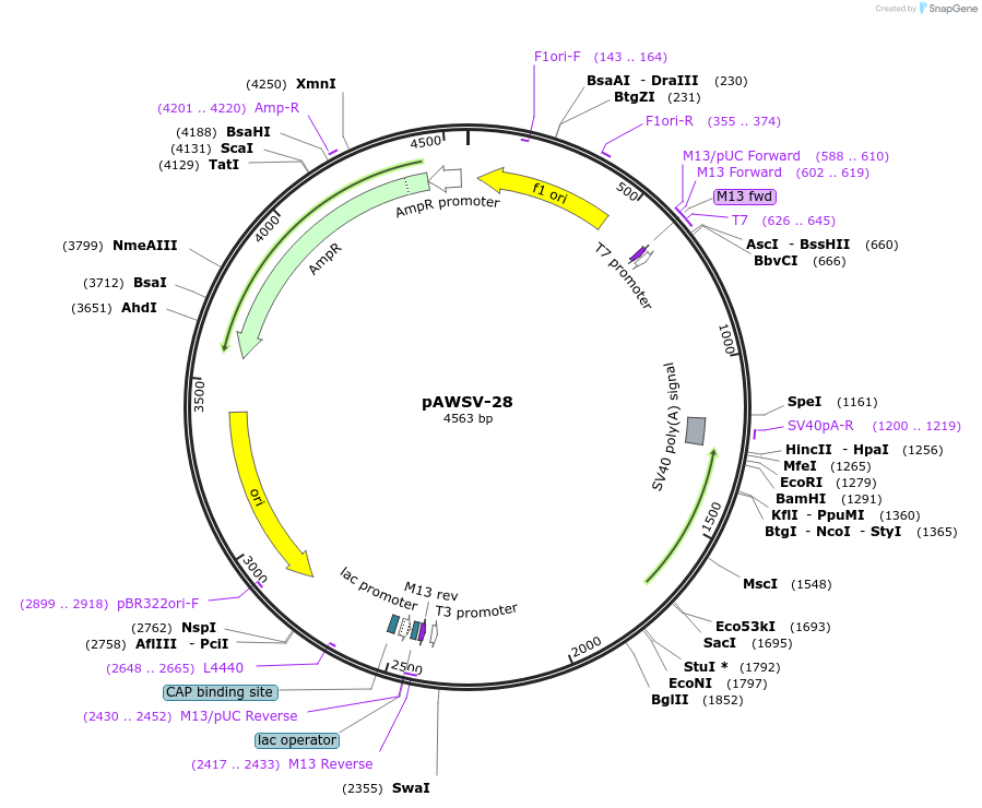 72781-plasmid-map-sequence-id-133586