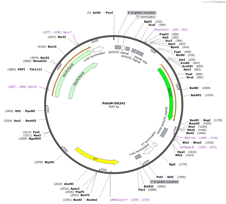 72842-plasmid-map-sequence-id-133606