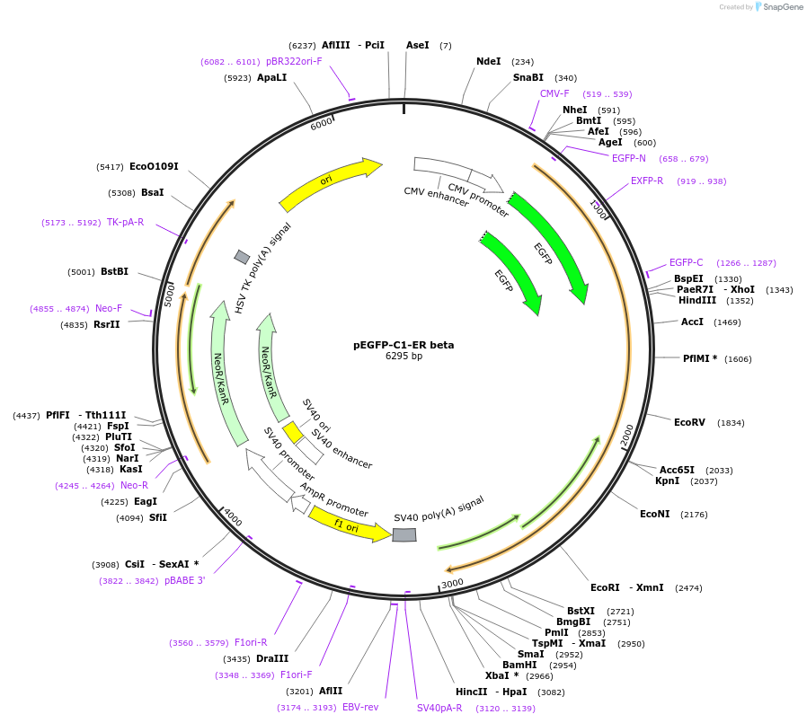 28237-plasmid-map-sequence-id-13367