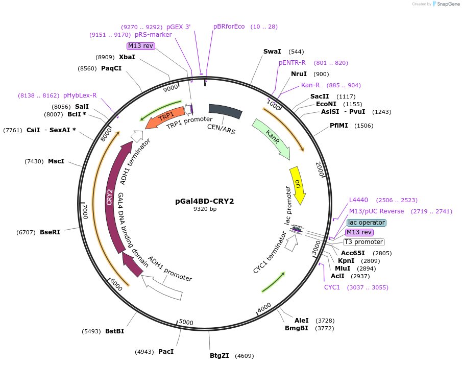 28243-plasmid-map-sequence-id-13373