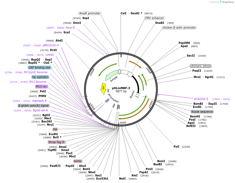 72345-plasmid-map-sequence-id-133752
