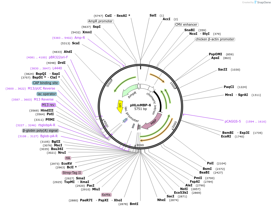 72346-plasmid-map-sequence-id-133754