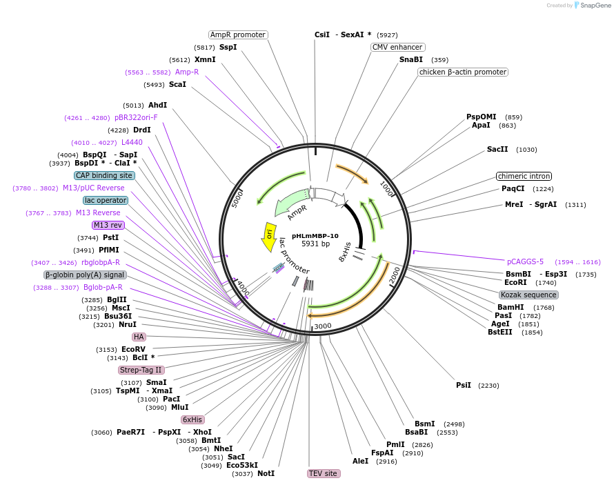 72348-plasmid-map-sequence-id-133757