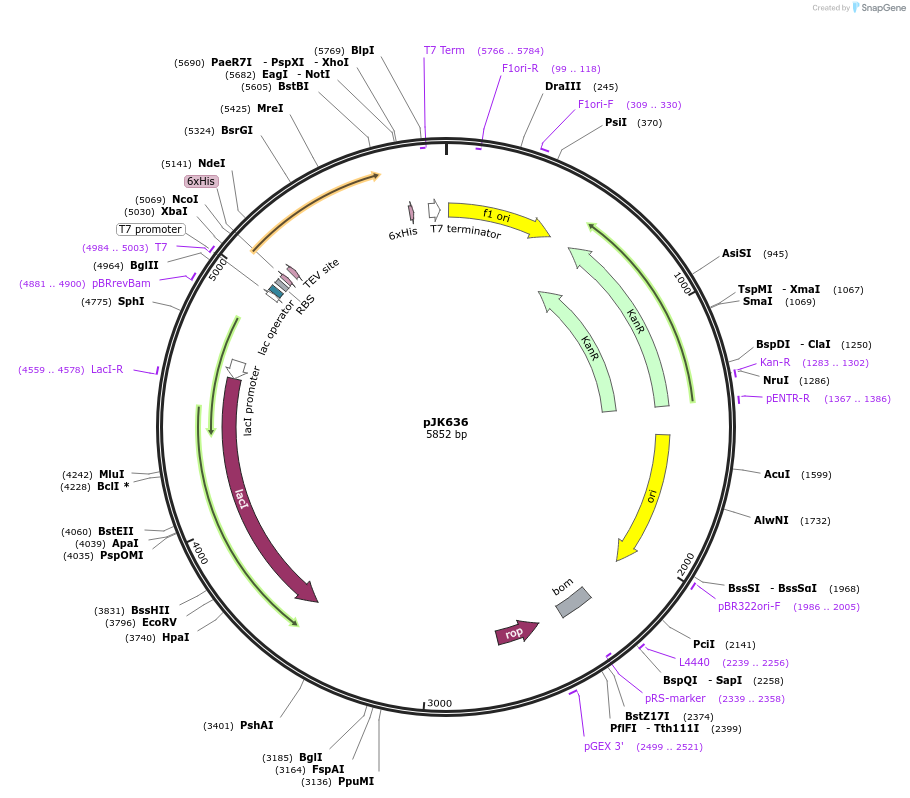 72466-plasmid-map-sequence-id-133767