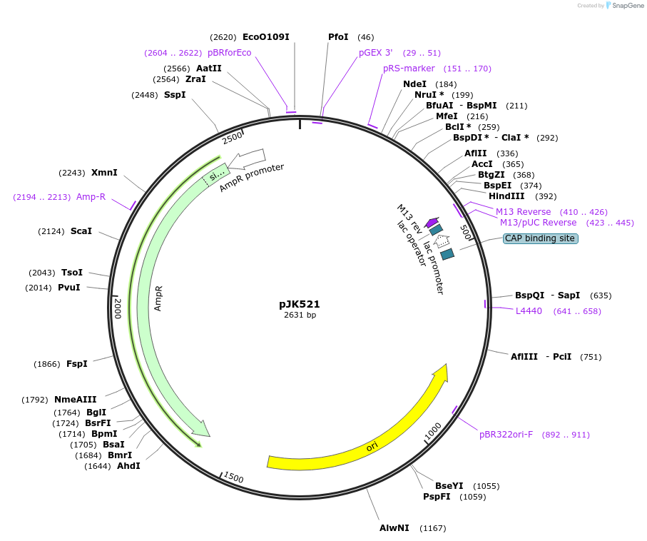 72440-plasmid-map-sequence-id-133778
