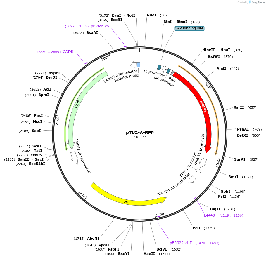 72954-plasmid-map-sequence-id-133799