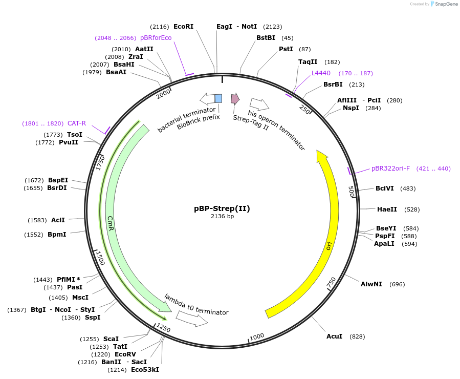 72984-plasmid-map-sequence-id-133833
