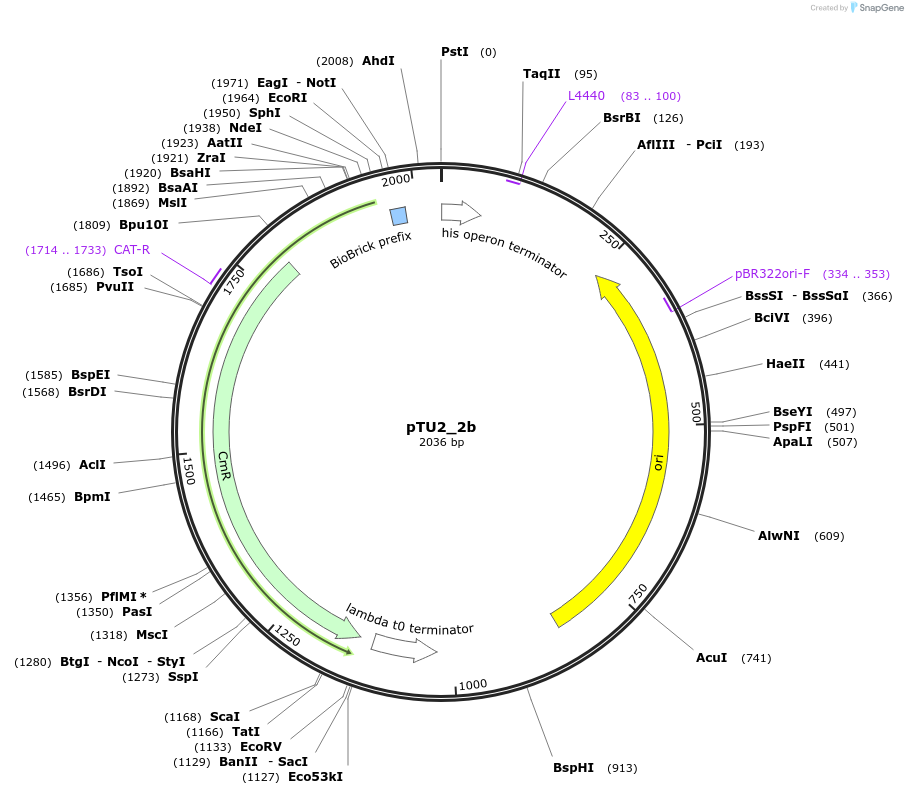 73011-plasmid-map-sequence-id-133862