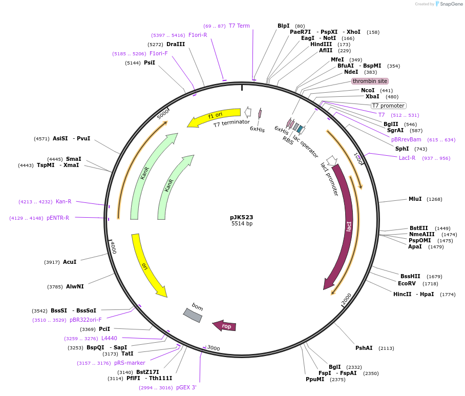 72442-plasmid-map-sequence-id-133863