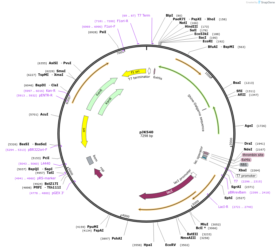 72446-plasmid-map-sequence-id-133865