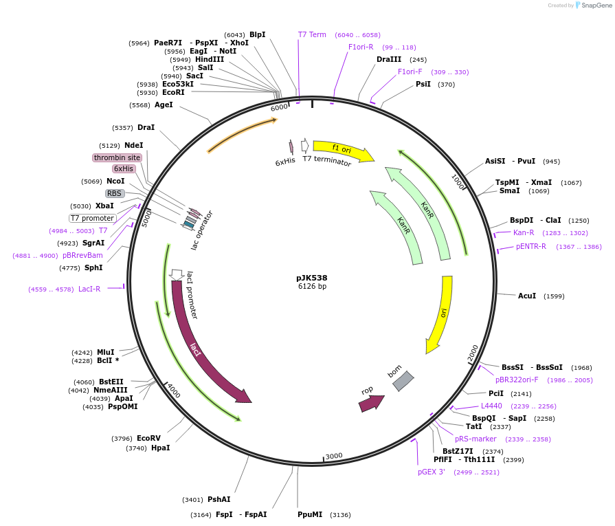 72445-plasmid-map-sequence-id-133868
