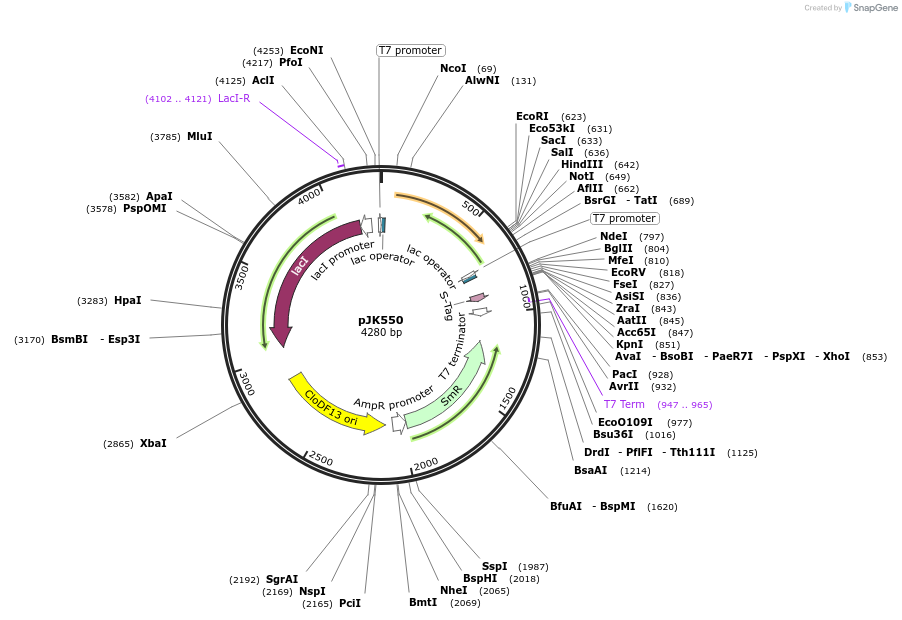72450-plasmid-map-sequence-id-133877