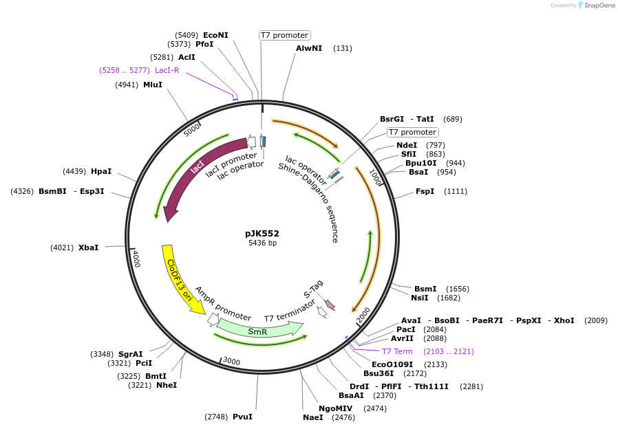 72451-plasmid-map-sequence-id-133883