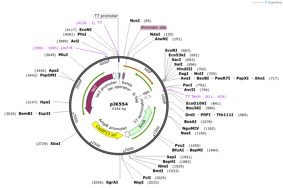 72453-plasmid-map-sequence-id-133893
