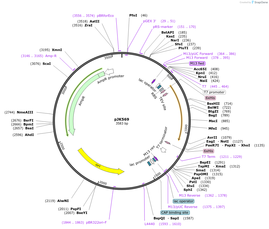 72455-plasmid-map-sequence-id-133906