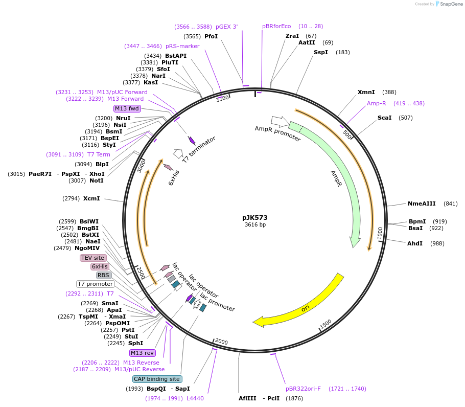 72456-plasmid-map-sequence-id-133910