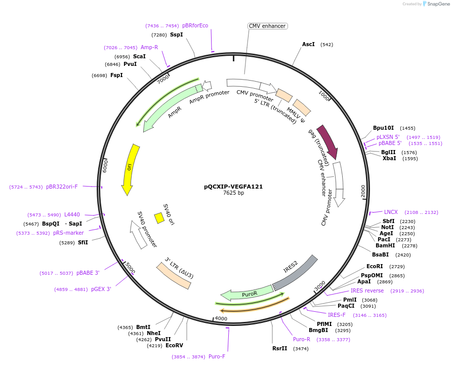 73017-plasmid-map-sequence-id-133914