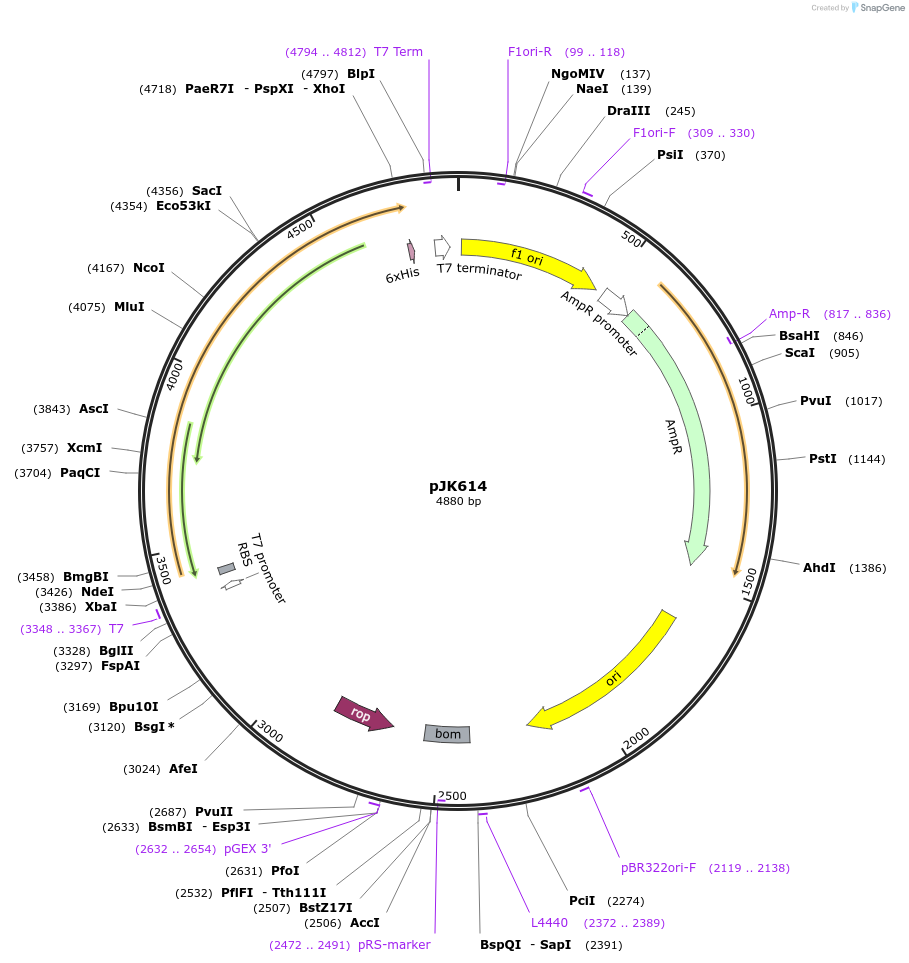 72387-plasmid-map-sequence-id-133927