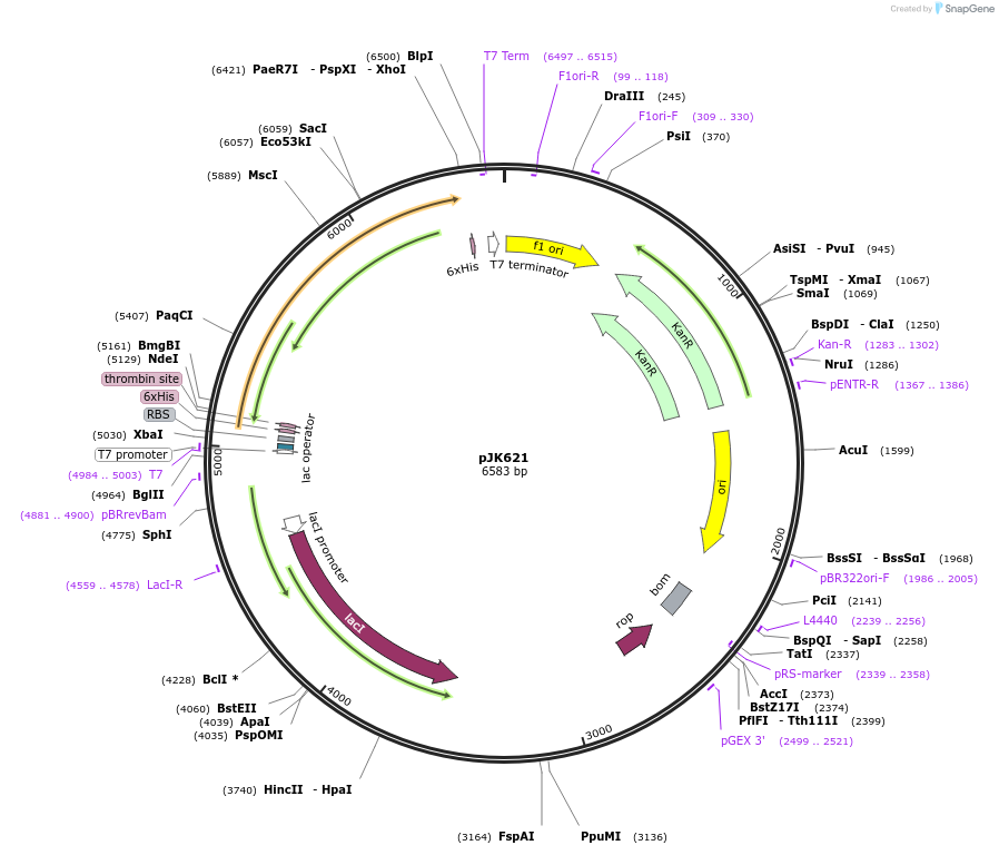 72388-plasmid-map-sequence-id-133928