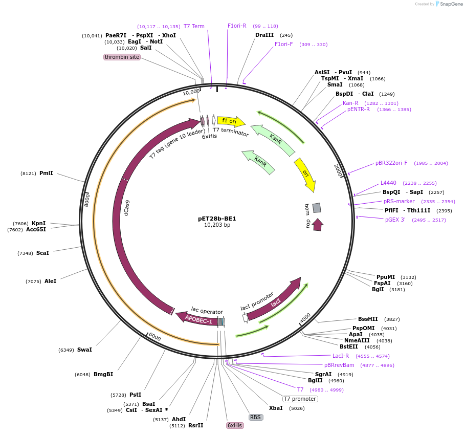 73018-plasmid-map-sequence-id-133944