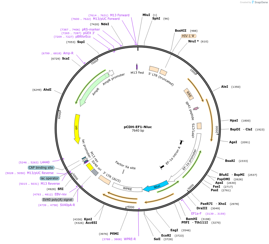 73024-plasmid-map-sequence-id-133955