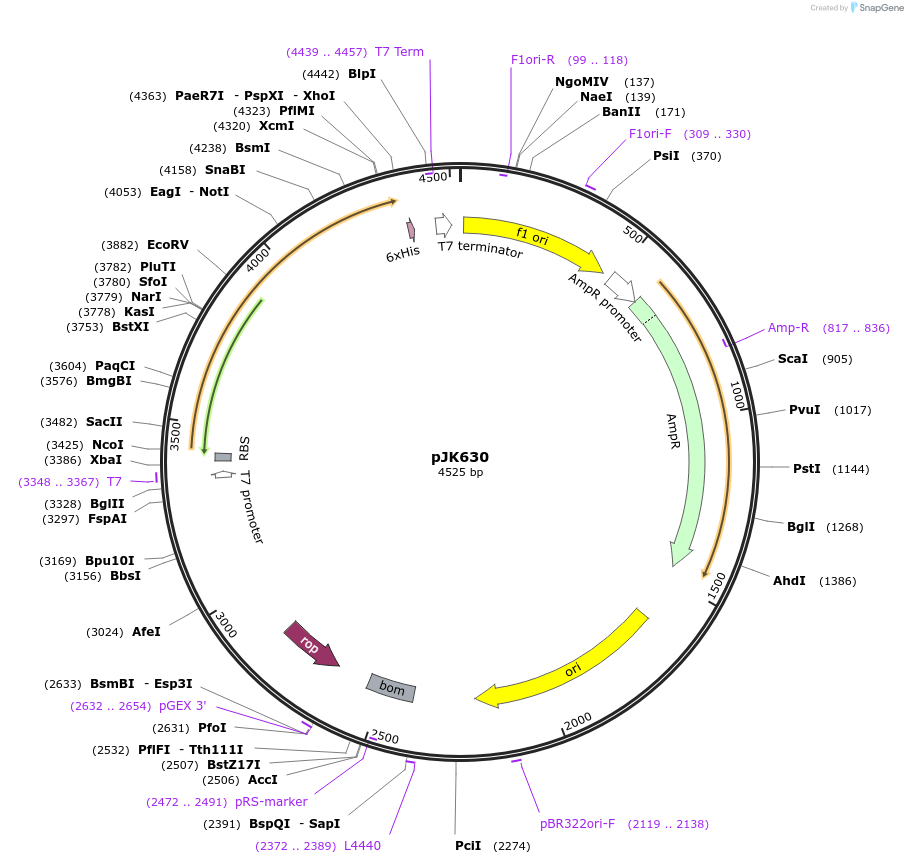 72389-plasmid-map-sequence-id-133978
